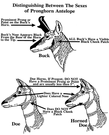 Pronghorn Antelope Png - Antelope gameheads are offered in popular